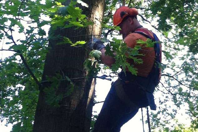 Bomen rooien in Haghorst